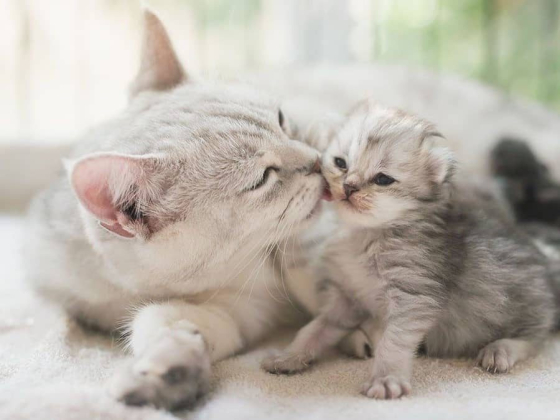 Корм для котят: что должно быть в составе для правильного роста