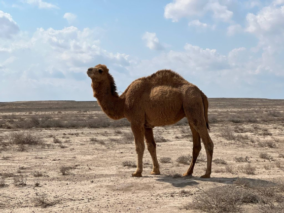 Узбекистан с XtrailTour: ваше путешествие в сердце Востока