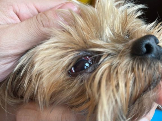 Любимец, станция скорой ветеринарной помощи и зоогостиница