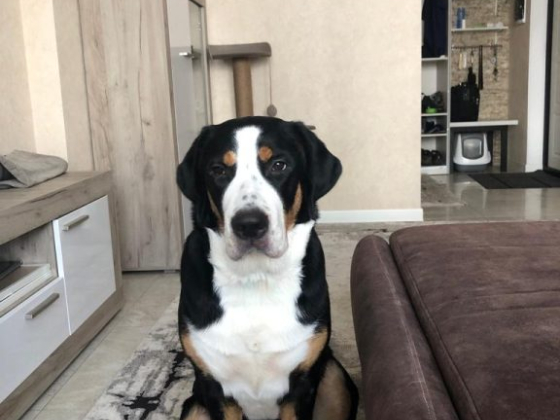 Любимец, станция скорой ветеринарной помощи и зоогостиница