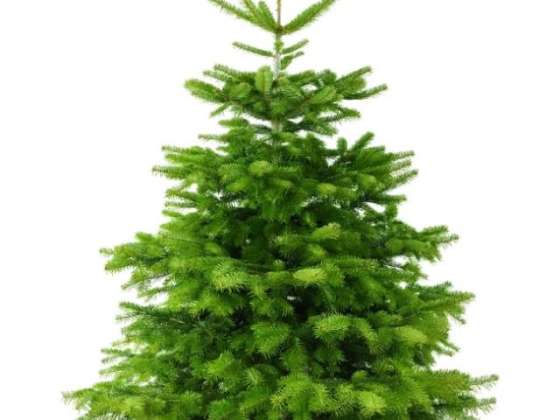 Датская елка