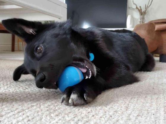 "Умный" мяч, который держит вашу собаку интересной, веселой и счастливой.