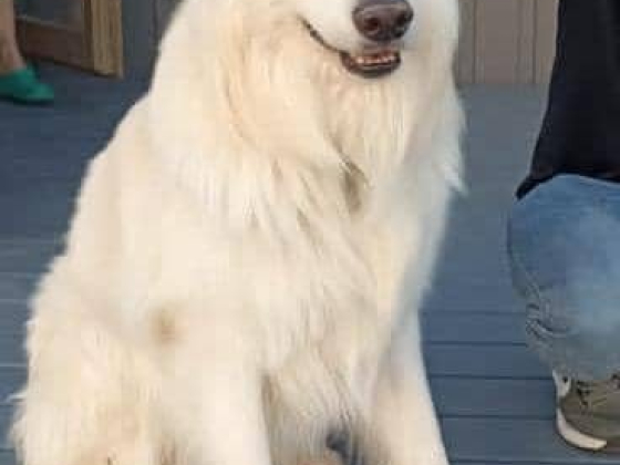 Ветпомощь «Любимчик», ветеринарная клиника