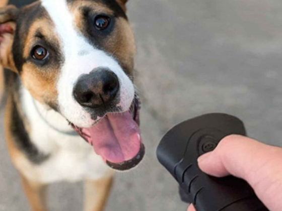 Инновационный дрессировщик домашних животных